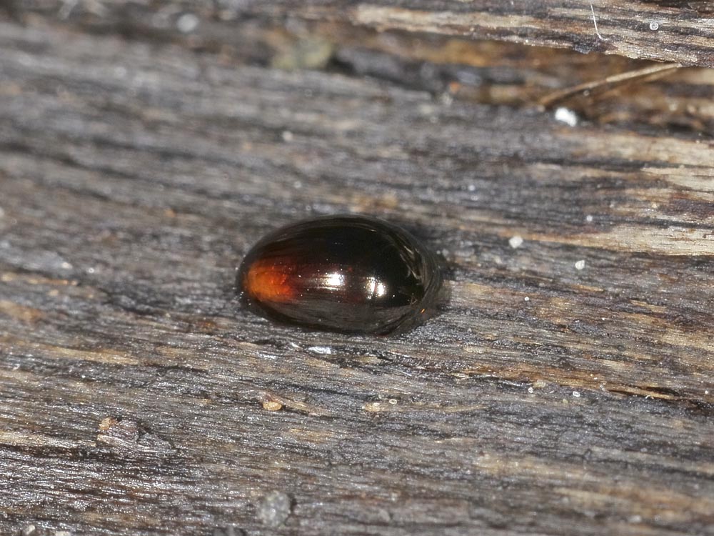 Phalacridae: Olibrus sp?   Sì,  Olibrus cfr. affinis